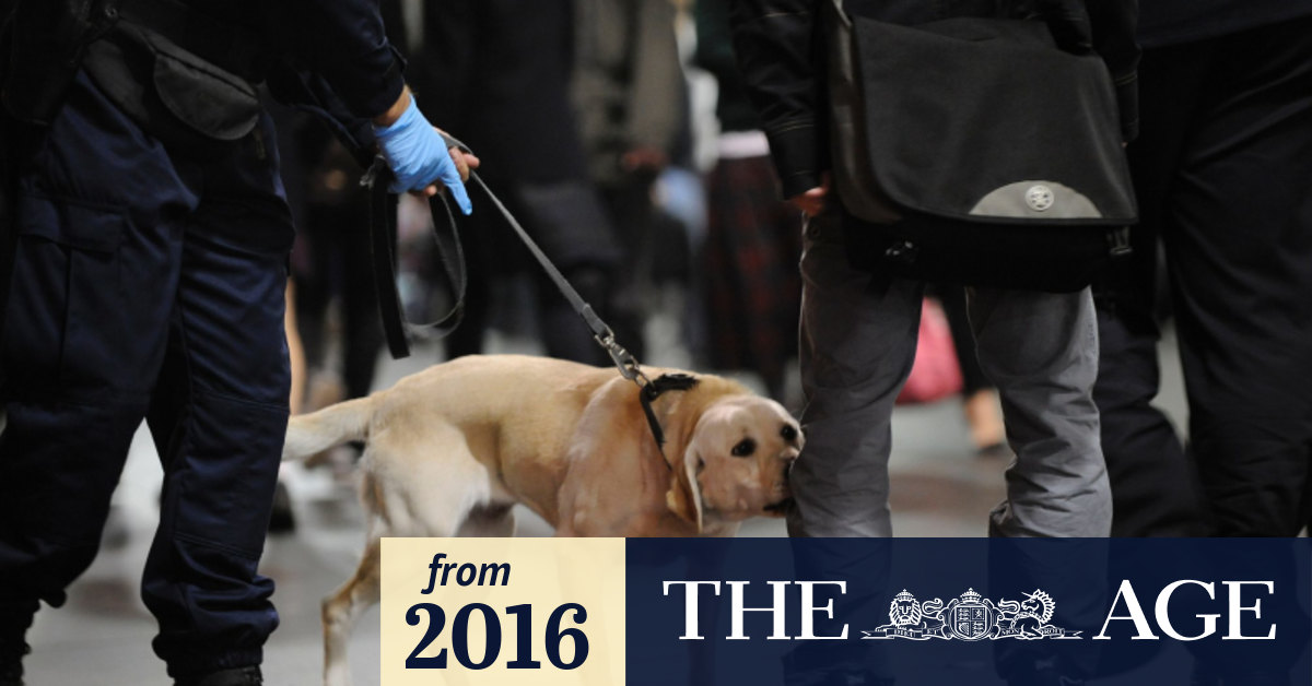 Can Bomb Sniffing Dogs Detect Drugs